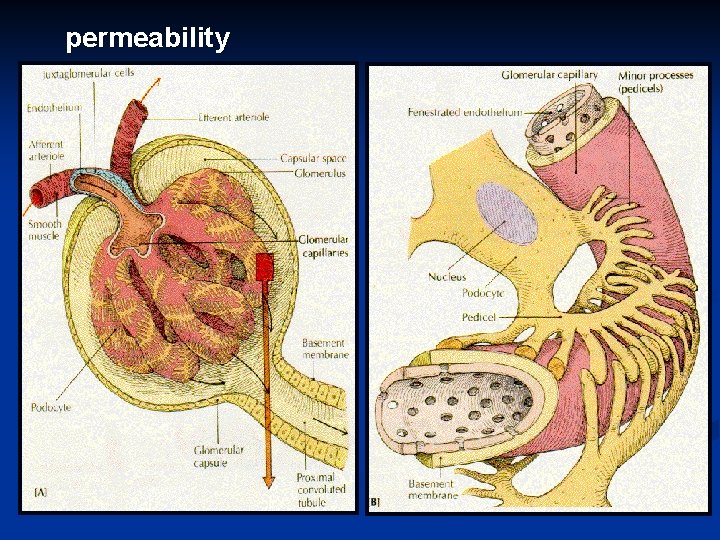 permeability 