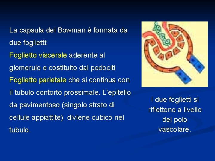 La capsula del Bowman è formata da due foglietti: Foglietto viscerale aderente al glomerulo