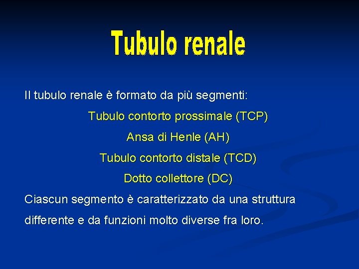 Il tubulo renale è formato da più segmenti: Tubulo contorto prossimale (TCP) Ansa di