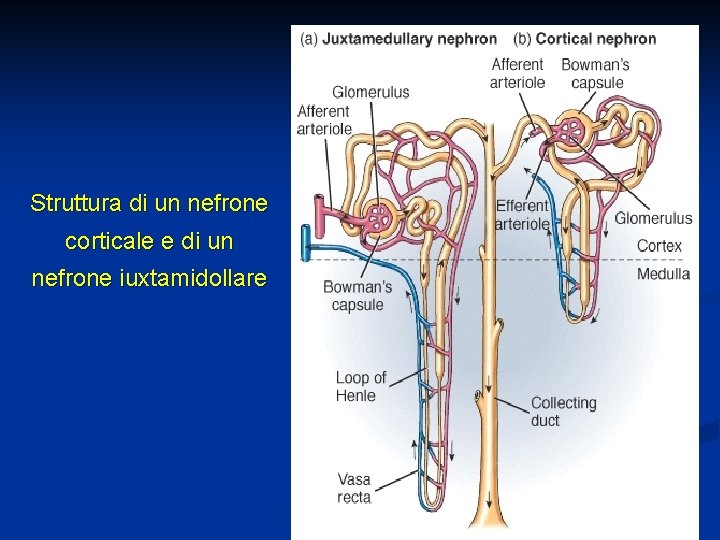 Struttura di un nefrone corticale e di un nefrone iuxtamidollare 