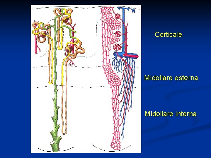 Corticale Midollare esterna Midollare interna 