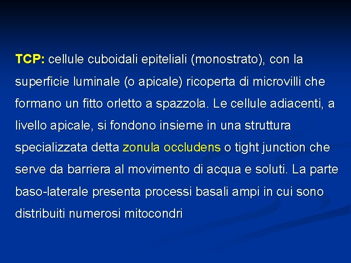 TCP: cellule cuboidali epiteliali (monostrato), con la superficie luminale (o apicale) ricoperta di microvilli