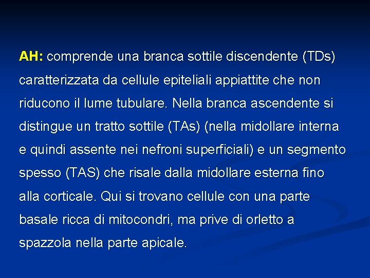 AH: comprende una branca sottile discendente (TDs) caratterizzata da cellule epiteliali appiattite che non