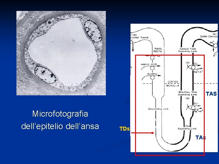 TAS Microfotografia dell’epitelio dell’ansa TDs TAs 