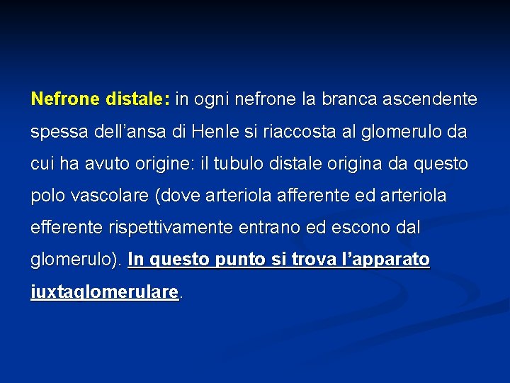 Nefrone distale: in ogni nefrone la branca ascendente spessa dell’ansa di Henle si riaccosta