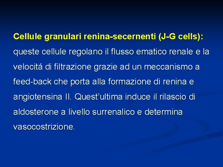 Cellule granulari renina-secernenti (J-G cells): queste cellule regolano il flusso ematico renale e la