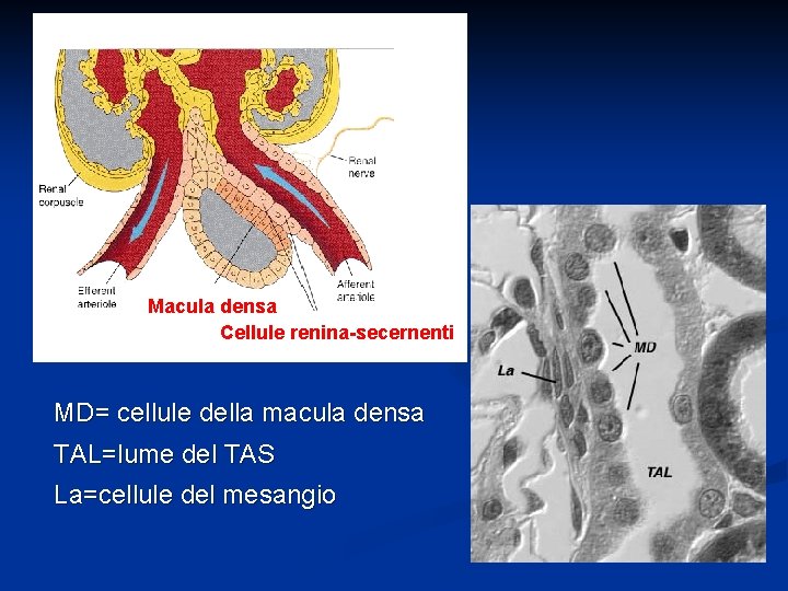 Macula densa Cellule renina-secernenti MD= cellule della macula densa TAL=lume del TAS La=cellule del