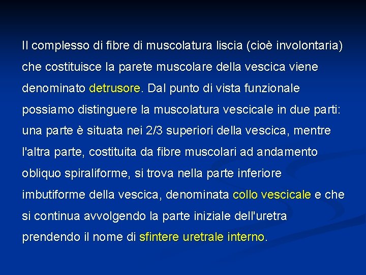 Il complesso di fibre di muscolatura liscia (cioè involontaria) che costituisce la parete muscolare