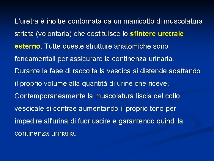 L'uretra è inoltre contornata da un manicotto di muscolatura striata (volontaria) che costituisce lo