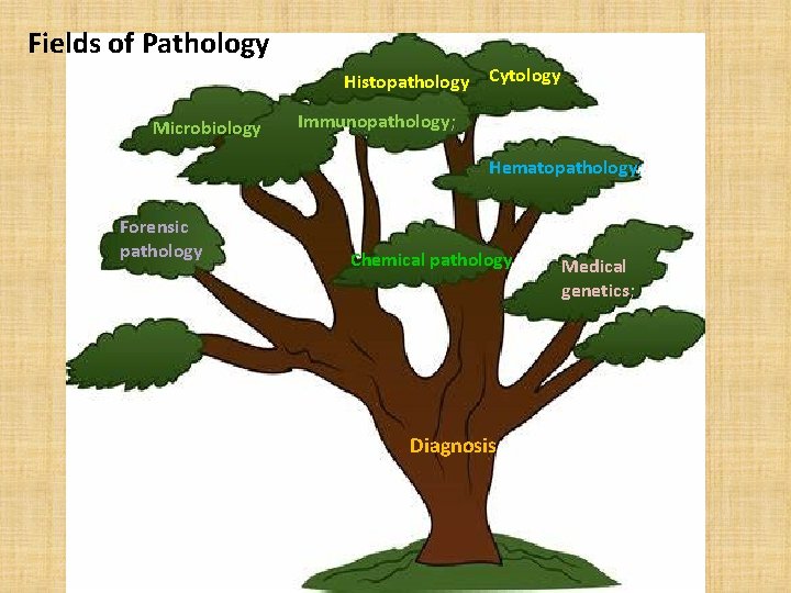 Fields of Pathology Histopathology Microbiology Cytology Immunopathology; Hematopathology; Forensic pathology Chemical pathology Diagnosis Medical