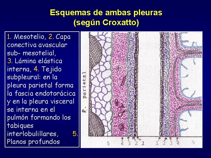 Esquemas de ambas pleuras (según Croxatto) 1. Mesotelio, 2. Capa conectiva avascular sub- mesotelial, Esquemas de ambas pleuras (según Croxatto) 1. Mesotelio, 2. Capa conectiva avascular sub- mesotelial,
