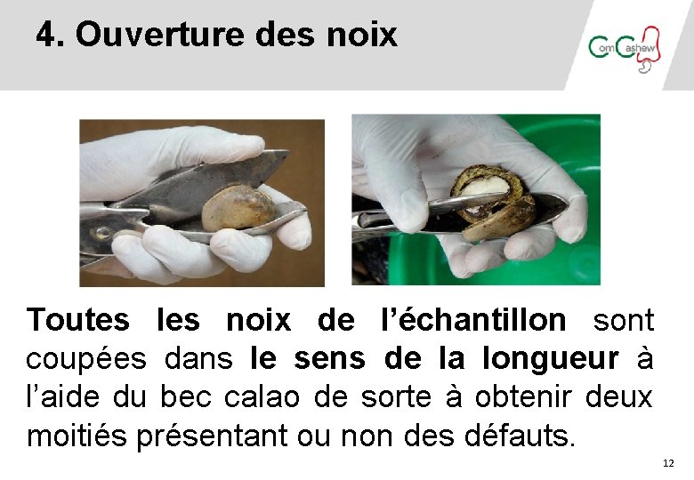 4. Ouverture des noix Toutes les noix de l’échantillon sont coupées dans le sens 4. Ouverture des noix Toutes les noix de l’échantillon sont coupées dans le sens