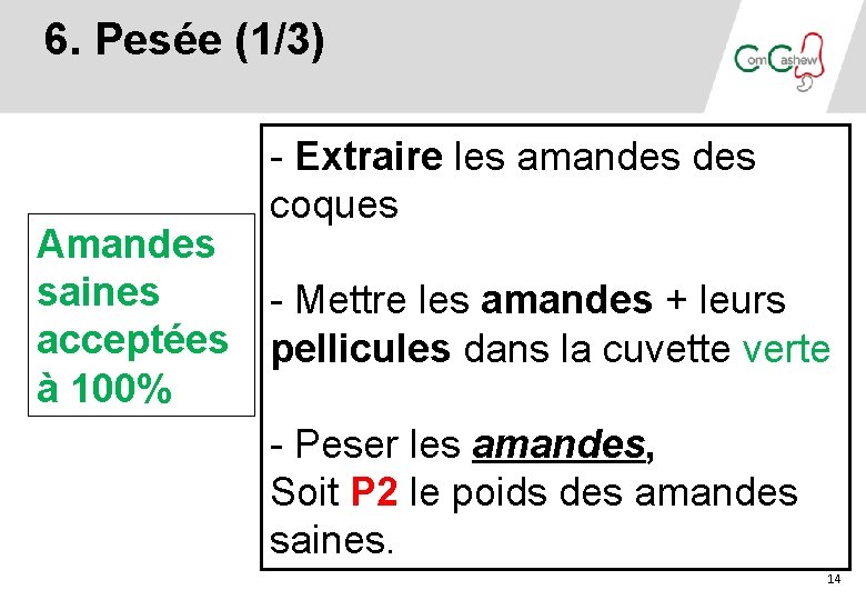 6. Pesée (1/3) Amandes saines acceptées à 100% - Extraire les amandes coques - 6. Pesée (1/3) Amandes saines acceptées à 100% - Extraire les amandes coques -