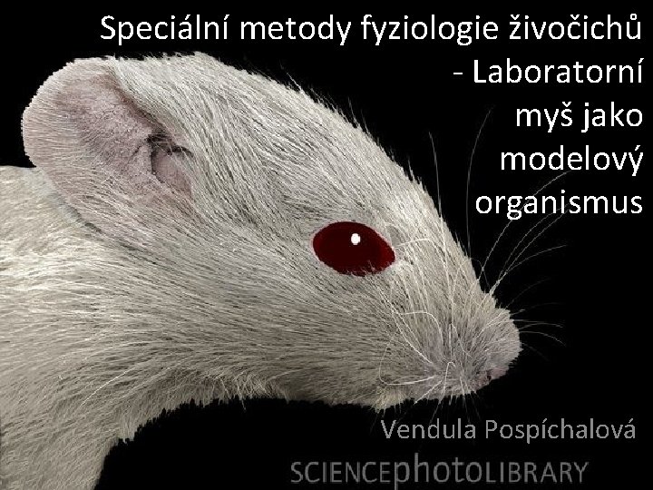 Speciální metody fyziologie živočichů - Laboratorní myš jako modelový organismus Vendula Pospíchalová 