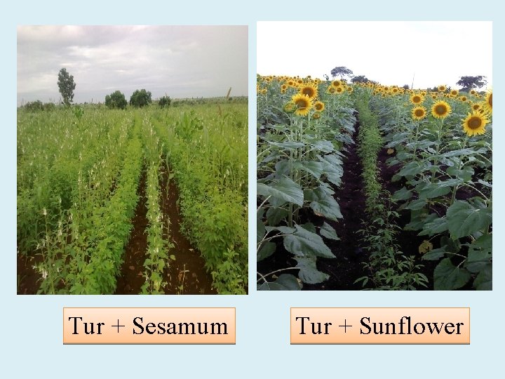 Tur + Sesamum Tur + Sunflower 