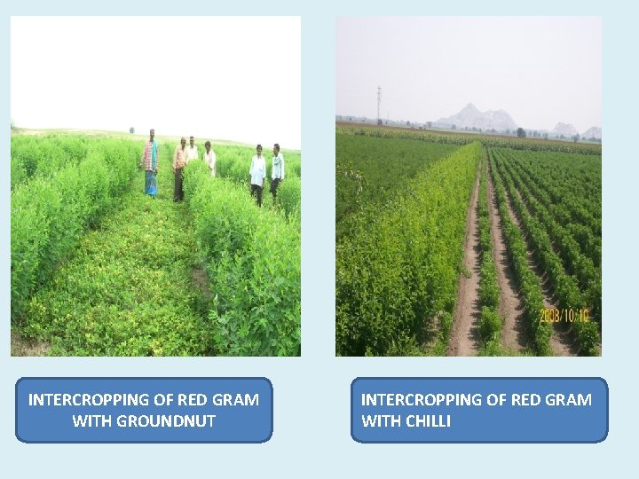 INTERCROPPING OF RED GRAM WITH GROUNDNUT INTERCROPPING OF RED GRAM WITH CHILLI 