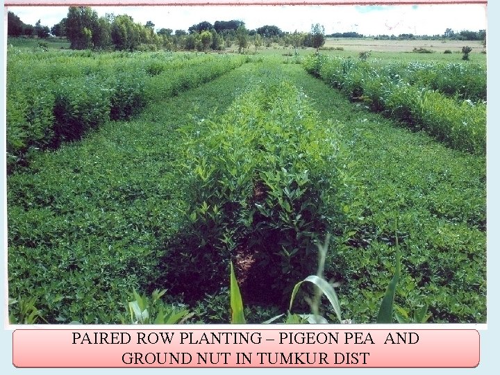 PAIRED ROW PLANTING – PIGEON PEA AND GROUND NUT IN TUMKUR DIST 