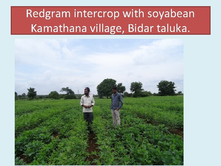 Redgram intercrop with soyabean Kamathana village, Bidar taluka. 