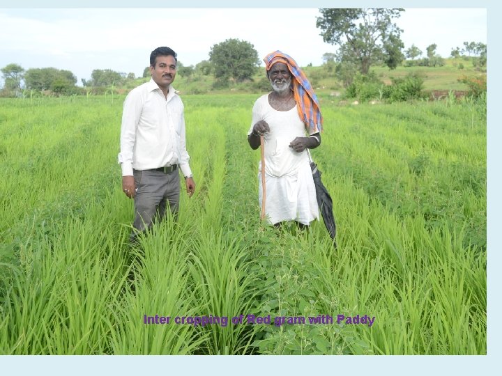 Inter cropping of Red gram with Paddy 