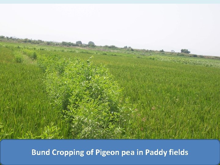 Bund Cropping of Pigeon pea in Paddy fields 