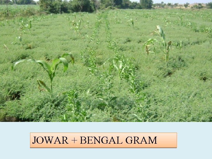 JOWAR + BENGAL GRAM 