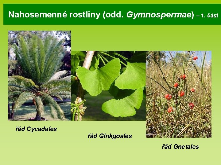 Nahosemenné rostliny (odd. Gymnospermae) – 1. část řád Cycadales řád Ginkgoales řád Gnetales Nahosemenné rostliny (odd. Gymnospermae) – 1. část řád Cycadales řád Ginkgoales řád Gnetales