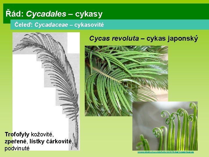 Řád: Cycadales – cykasy Čeleď: Cycadaceae – cykasovité Cycas revoluta – cykas japonský Trofofyly Řád: Cycadales – cykasy Čeleď: Cycadaceae – cykasovité Cycas revoluta – cykas japonský Trofofyly