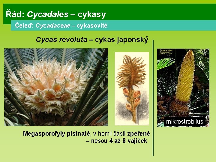 Řád: Cycadales – cykasy Čeleď: Cycadaceae – cykasovité Cycas revoluta – cykas japonský mikrostrobilus Řád: Cycadales – cykasy Čeleď: Cycadaceae – cykasovité Cycas revoluta – cykas japonský mikrostrobilus