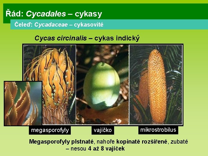 Řád: Cycadales – cykasy Čeleď: Cycadaceae – cykasovité Cycas circinalis – cykas indický megasporofyly Řád: Cycadales – cykasy Čeleď: Cycadaceae – cykasovité Cycas circinalis – cykas indický megasporofyly