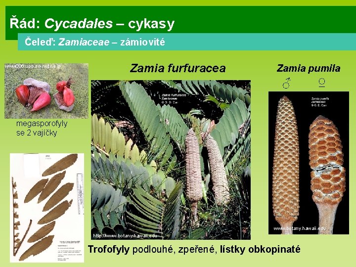 Řád: Cycadales – cykasy Čeleď: Zamiaceae – zámiovité www 006. upp. so-net. ne. jp Řád: Cycadales – cykasy Čeleď: Zamiaceae – zámiovité www 006. upp. so-net. ne. jp