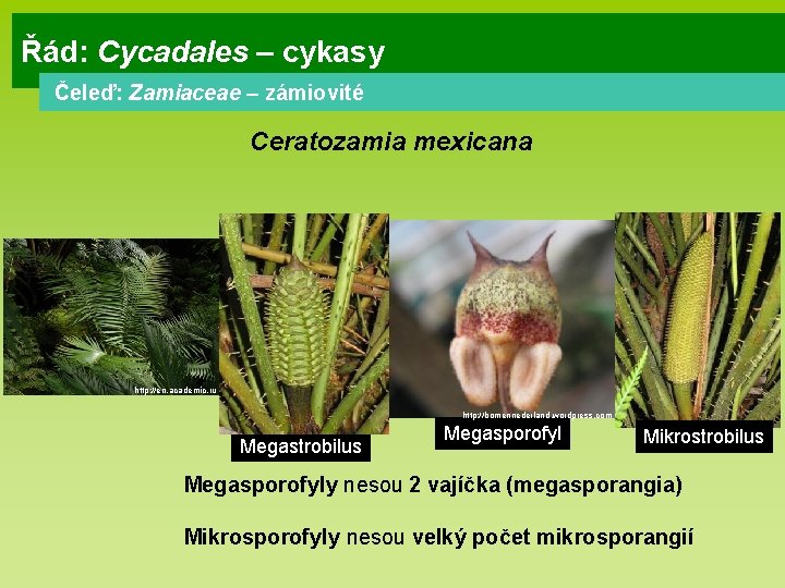 Řád: Cycadales – cykasy Čeleď: Zamiaceae – zámiovité Ceratozamia mexicana http: //en. academic. ru Řád: Cycadales – cykasy Čeleď: Zamiaceae – zámiovité Ceratozamia mexicana http: //en. academic. ru