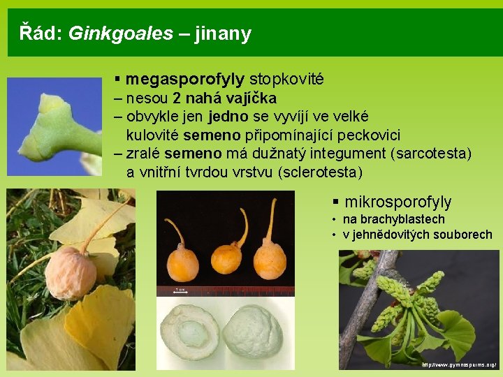 Řád: Ginkgoales – jinany § megasporofyly stopkovité – nesou 2 nahá vajíčka – obvykle Řád: Ginkgoales – jinany § megasporofyly stopkovité – nesou 2 nahá vajíčka – obvykle