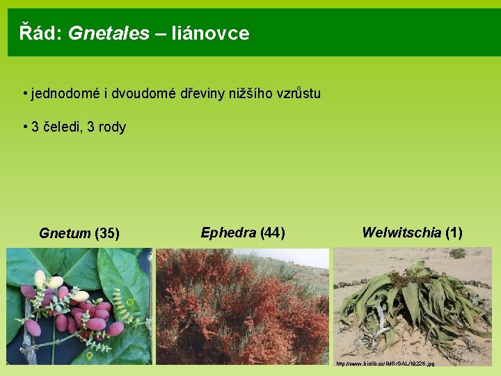 Řád: Gnetales – liánovce • jednodomé i dvoudomé dřeviny nižšího vzrůstu • 3 čeledi, Řád: Gnetales – liánovce • jednodomé i dvoudomé dřeviny nižšího vzrůstu • 3 čeledi,