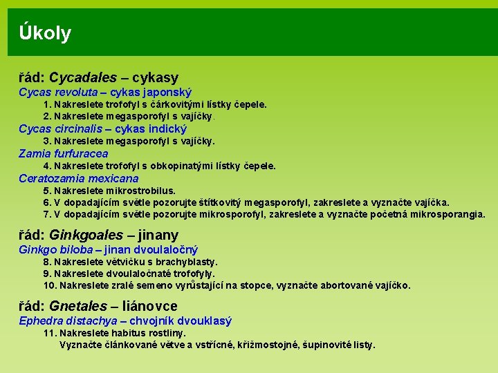 Úkoly řád: Cycadales – cykasy Cycas revoluta – cykas japonský 1. Nakreslete trofofyl s Úkoly řád: Cycadales – cykasy Cycas revoluta – cykas japonský 1. Nakreslete trofofyl s
