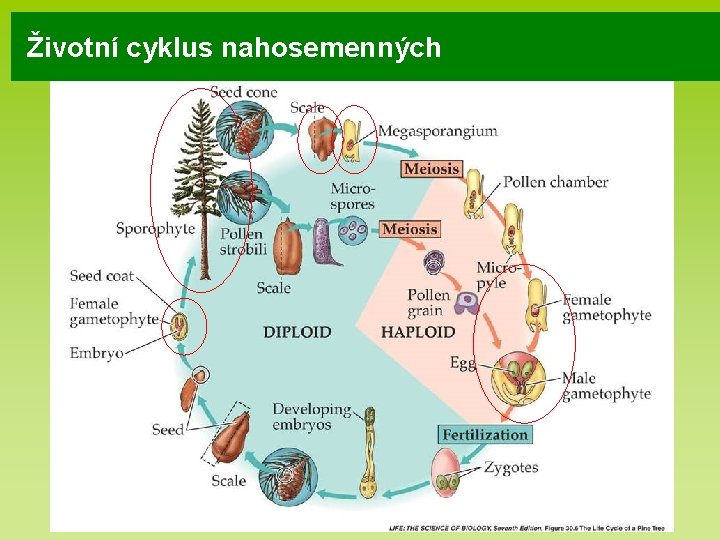 Životní cyklus nahosemenných Životní cyklus nahosemenných