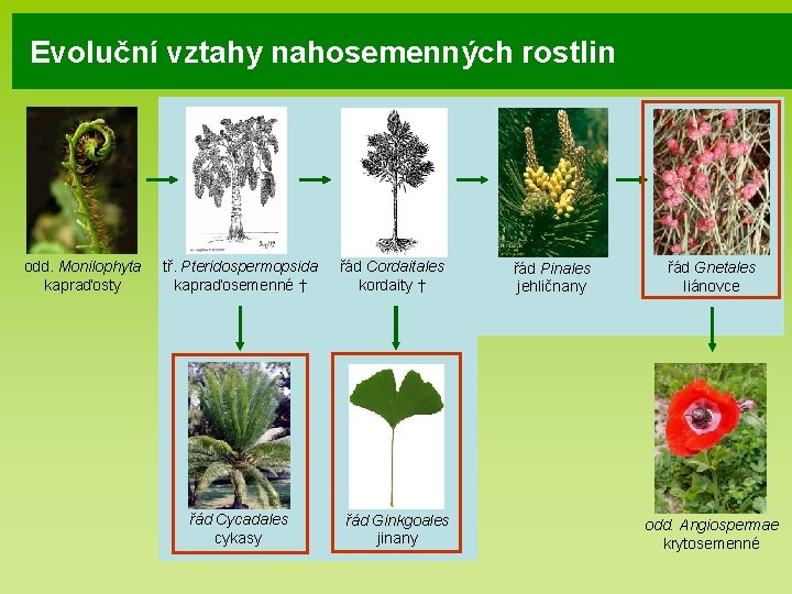 Evoluční vztahy nahosemenných rostlin odd. Monilophyta kapraďosty tř. Pteridospermopsida kapraďosemenné † řád Cycadales cykasy Evoluční vztahy nahosemenných rostlin odd. Monilophyta kapraďosty tř. Pteridospermopsida kapraďosemenné † řád Cycadales cykasy