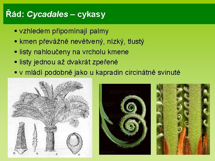 Řád: Cycadales – cykasy § vzhledem připomínají palmy § kmen převážně nevětvený, nízký, tlustý Řád: Cycadales – cykasy § vzhledem připomínají palmy § kmen převážně nevětvený, nízký, tlustý