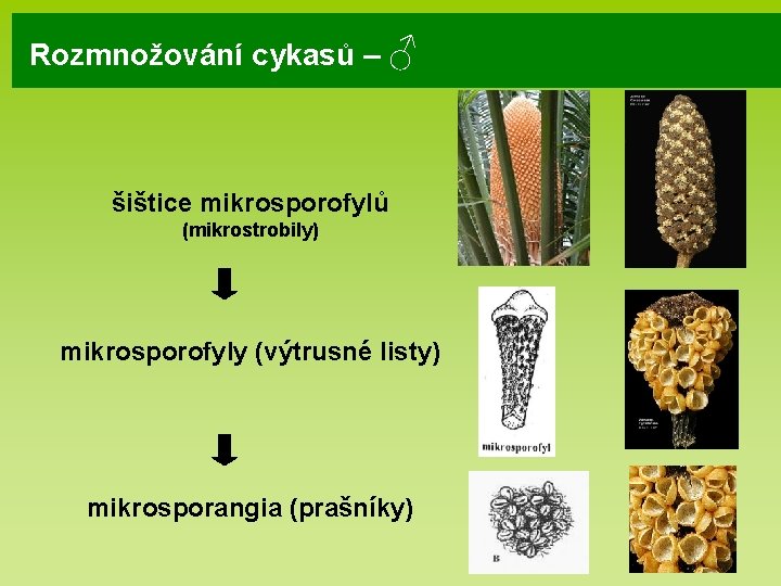 Rozmnožování cykasů – ♂ šištice mikrosporofylů (mikrostrobily) mikrosporofyly (výtrusné listy) mikrosporangia (prašníky) Rozmnožování cykasů – ♂ šištice mikrosporofylů (mikrostrobily) mikrosporofyly (výtrusné listy) mikrosporangia (prašníky)