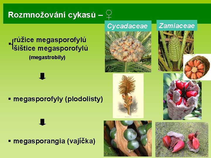 Rozmnožování cykasů – ♀ Cycadaceae § růžice megasporofylů šištice megasporofylů (megastrobily) § megasporofyly (plodolisty) Rozmnožování cykasů – ♀ Cycadaceae § růžice megasporofylů šištice megasporofylů (megastrobily) § megasporofyly (plodolisty)