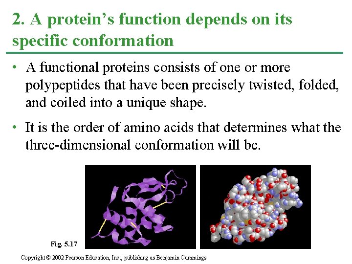 2. A protein’s function depends on its specific conformation • A functional proteins consists