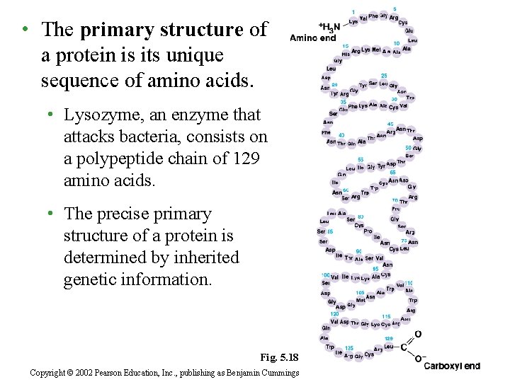  • The primary structure of a protein is its unique sequence of amino