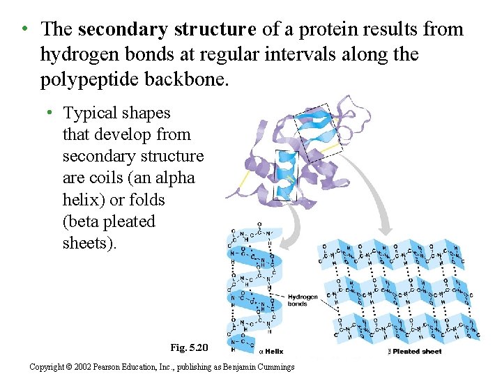  • The secondary structure of a protein results from hydrogen bonds at regular