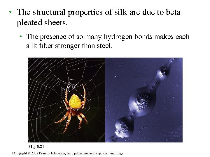  • The structural properties of silk are due to beta pleated sheets. •