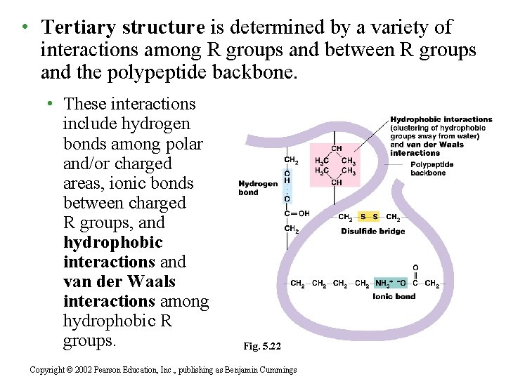  • Tertiary structure is determined by a variety of interactions among R groups