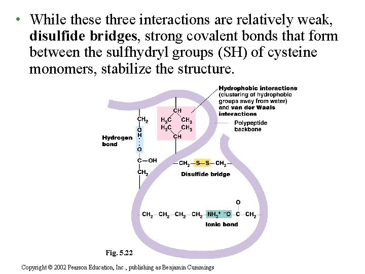  • While these three interactions are relatively weak, disulfide bridges, strong covalent bonds