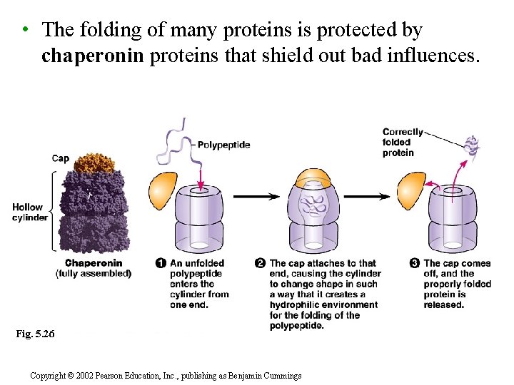  • The folding of many proteins is protected by chaperonin proteins that shield