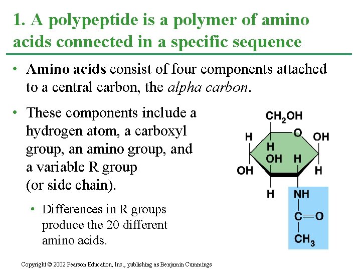 1. A polypeptide is a polymer of amino acids connected in a specific sequence