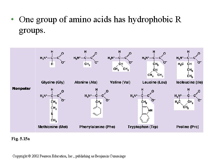  • One group of amino acids has hydrophobic R groups. Fig. 5. 15