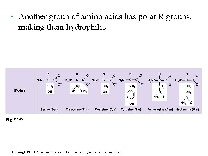  • Another group of amino acids has polar R groups, making them hydrophilic.