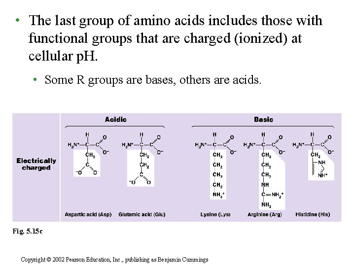  • The last group of amino acids includes those with functional groups that